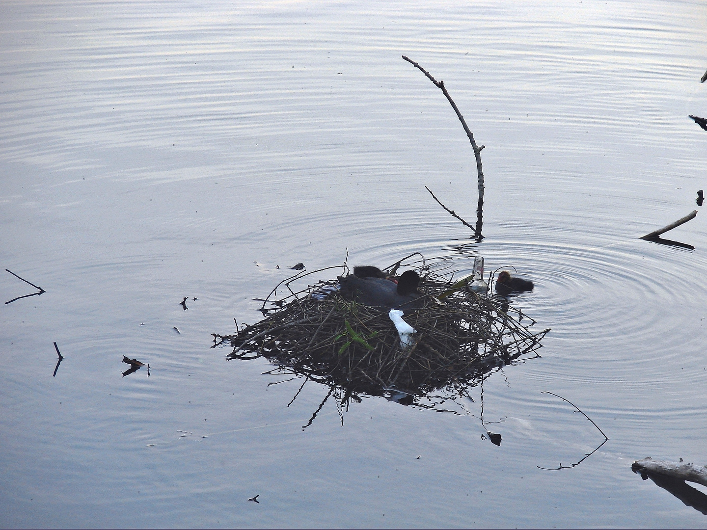 kleine Insel im See