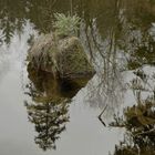 Kleine Insel im Teich