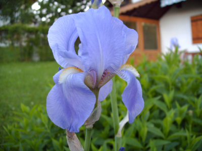 Kleine Iris