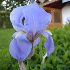 Kleine Iris