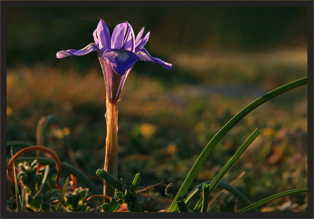 kleine Iris in spätem Licht