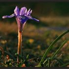 kleine Iris in spätem Licht