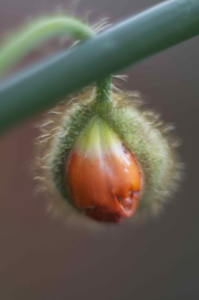 kleine Island-Mohn-Blüte