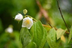 Kleine Jasminblüte