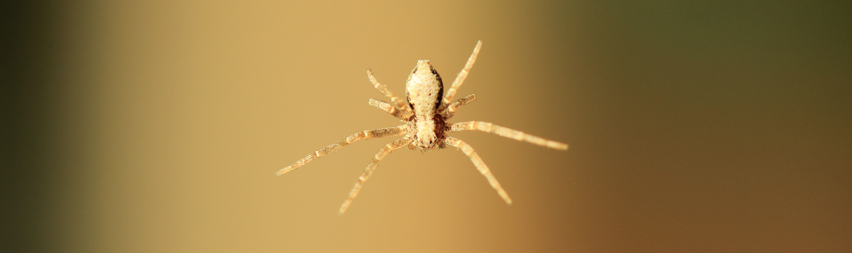 Kleine Jojo-Spinne mal ganz groß