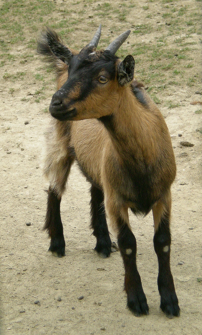 kleine junge Ziege