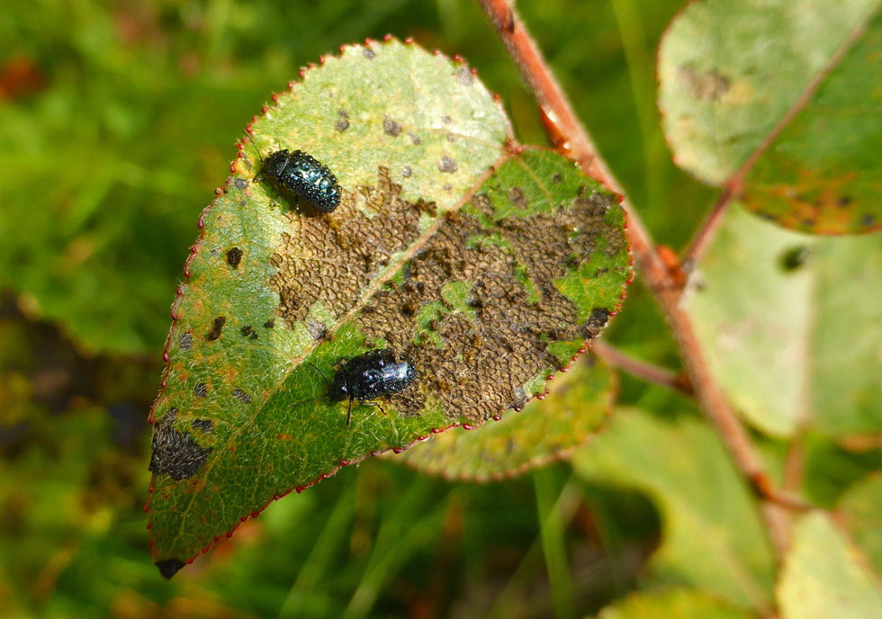 kleine Käfer 2-4 mm im Morgentau