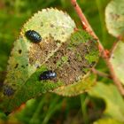 kleine Käfer 2-4 mm im Morgentau