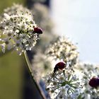 kleine Käfer in der großen weiten Welt