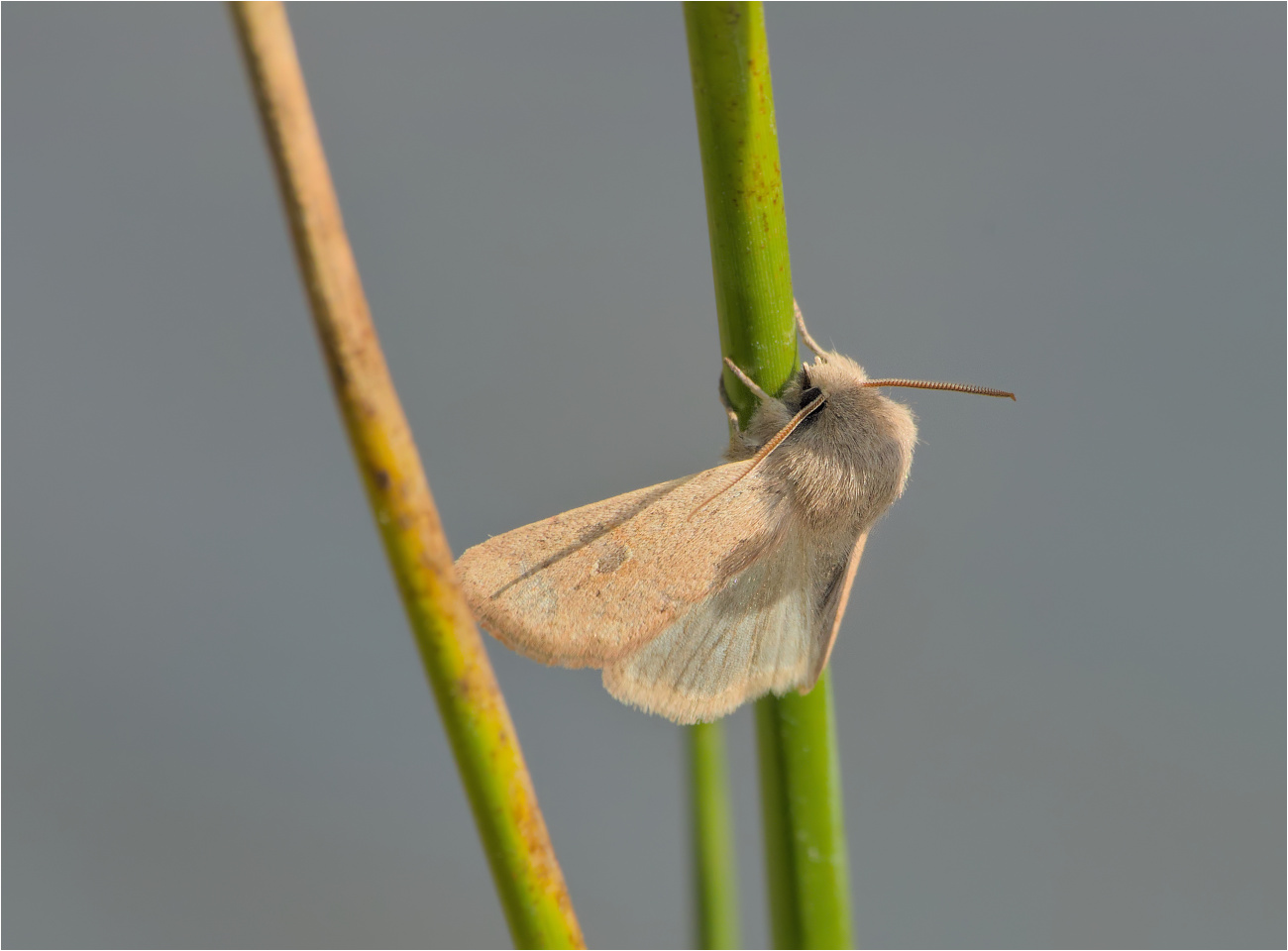 Kleine Kätzcheneule (Orthosia cruda)