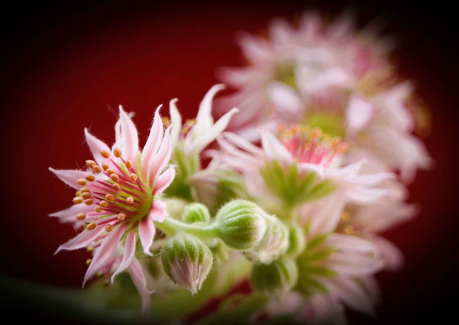 Kleine Kakteenblüte