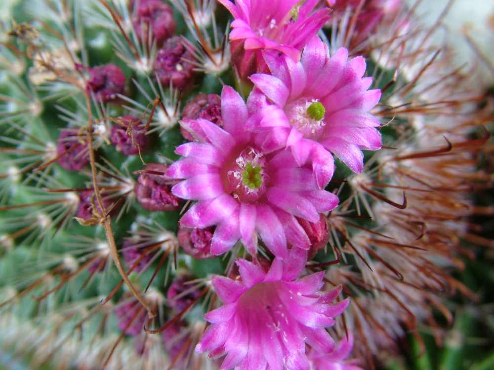 Kleine Kaktusblüten