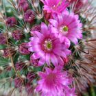 Kleine Kaktusblüten