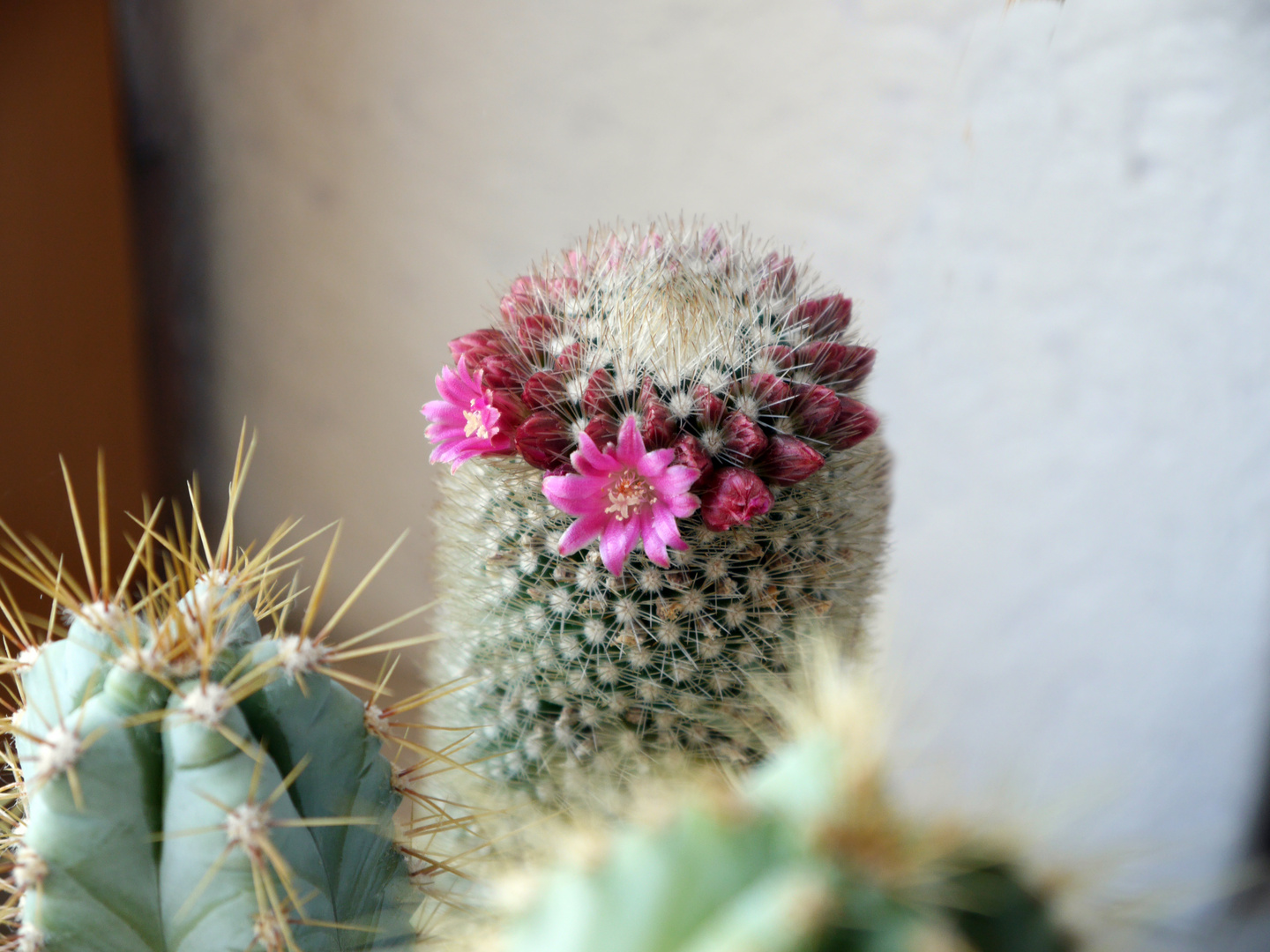 kleine Kaktusblüten