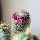 kleine Kaktusblüten