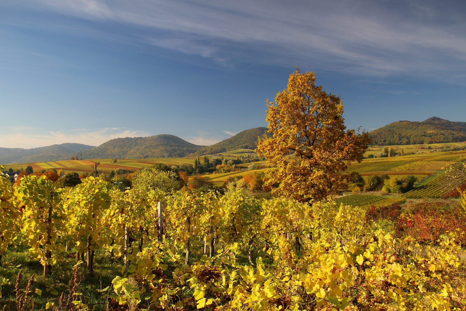 Kleine Kalmit im Herbst