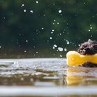 Kleine Kampfschwimmerin