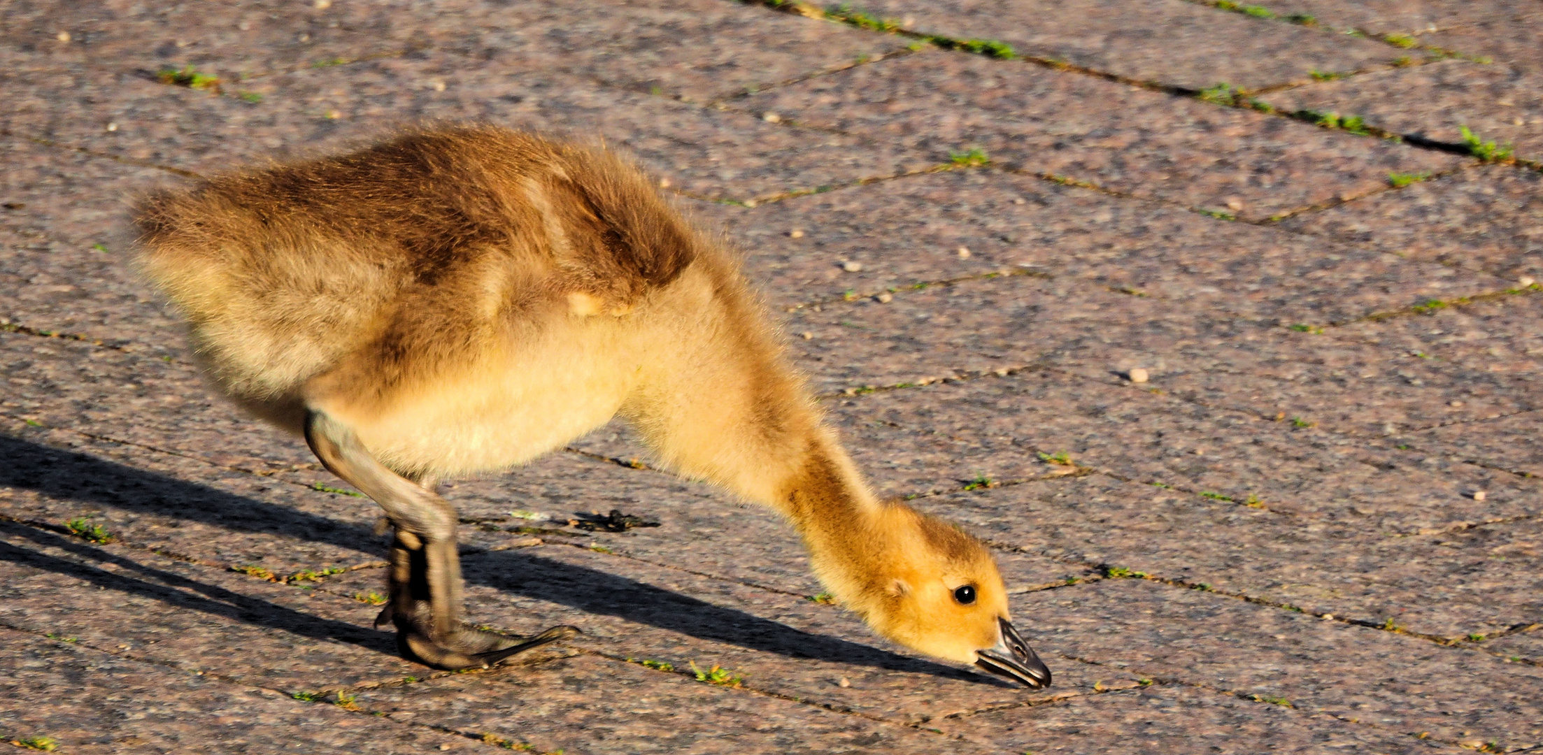 Kleine Kanada Gans …findet ihren Kopf zu schwer …