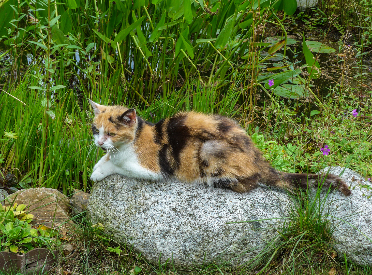 Kleine Katinka