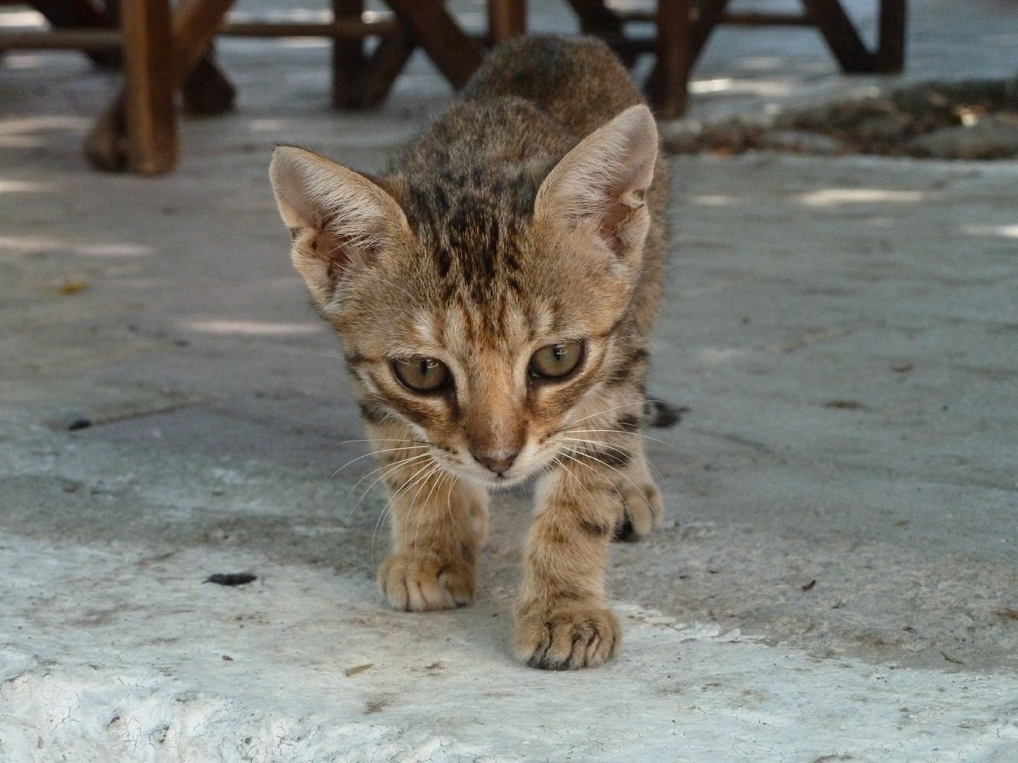 kleine Katze