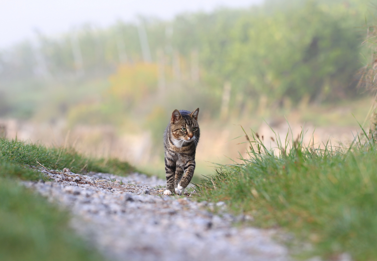 kleine Katze