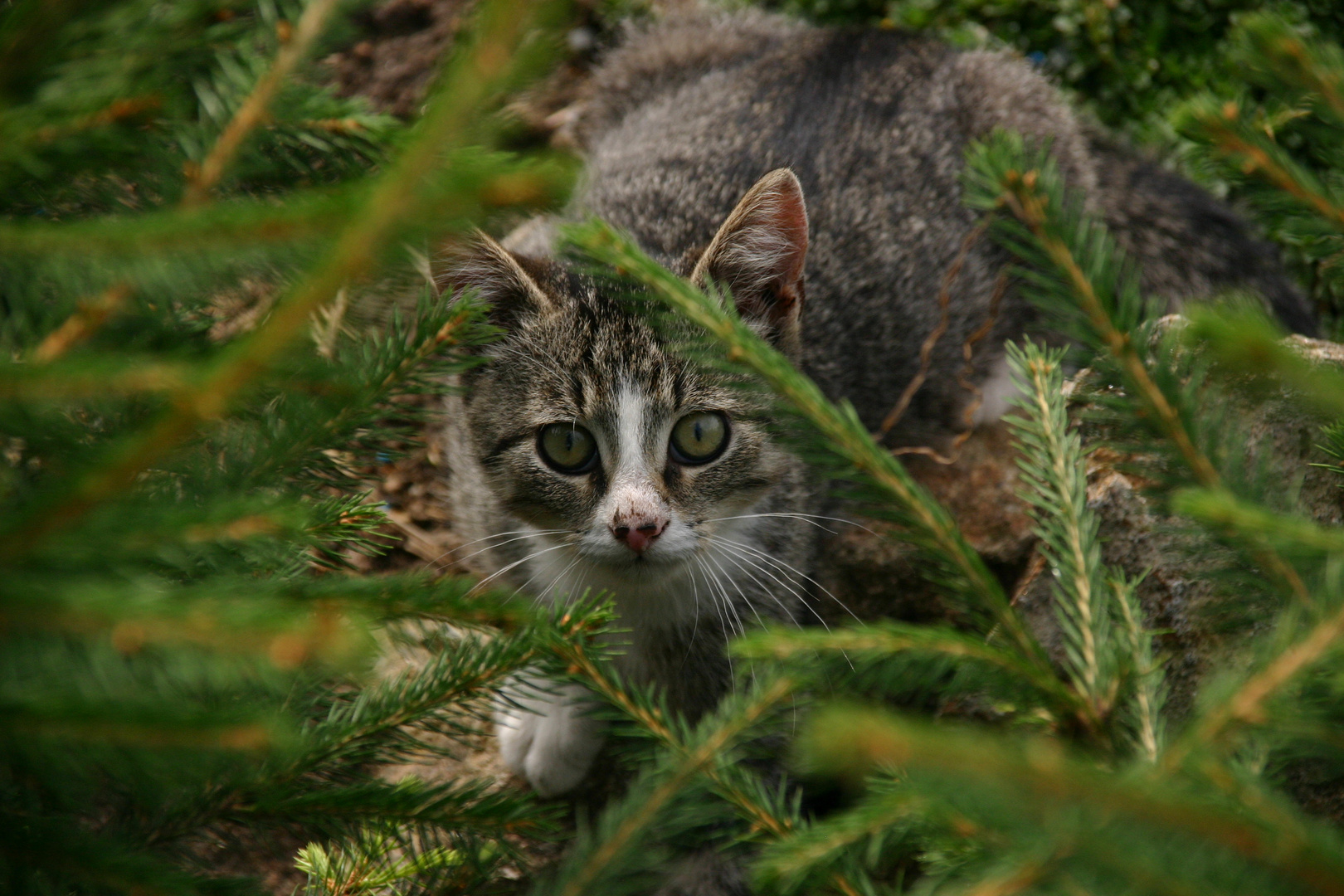 Kleine Katze