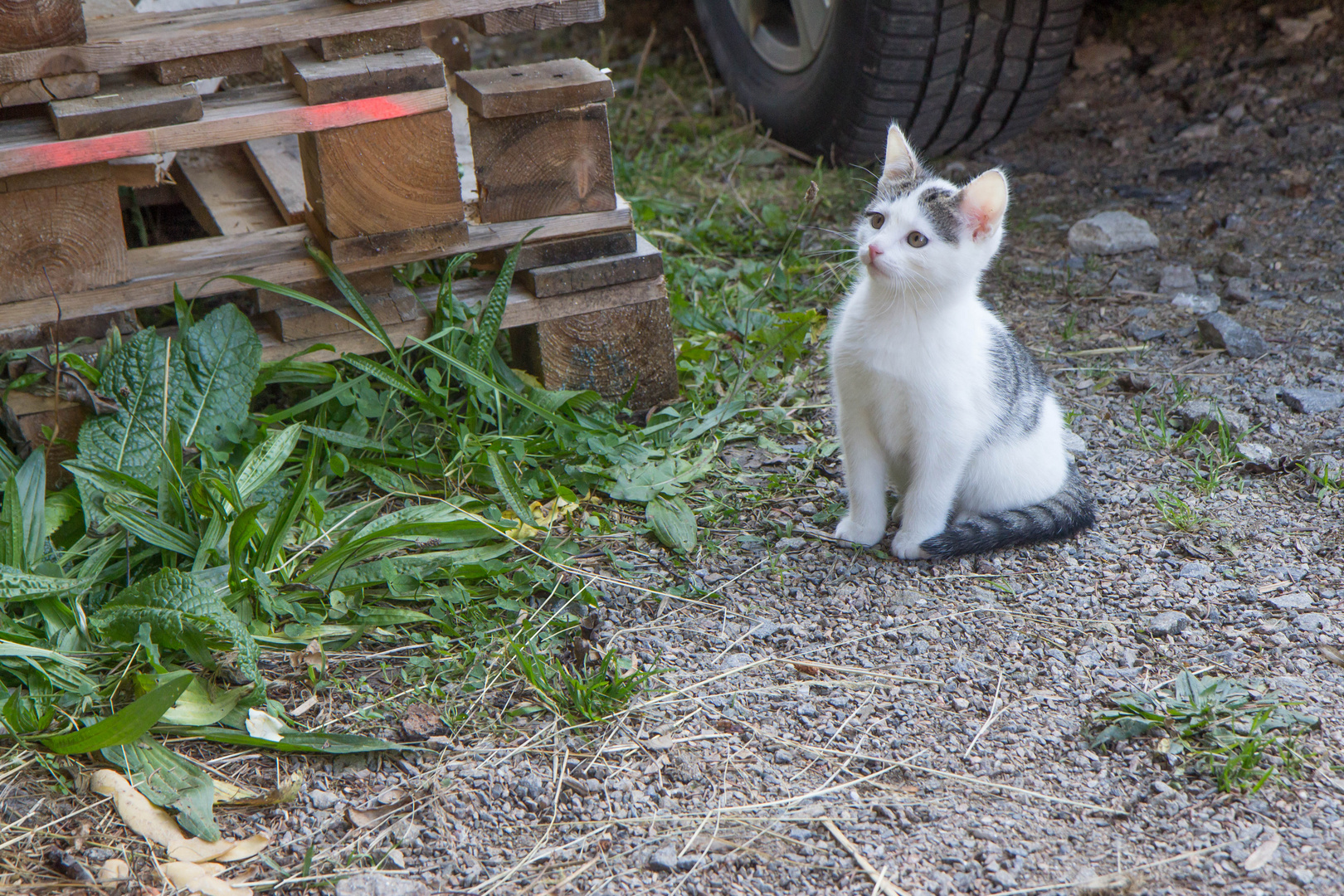 kleine Katze