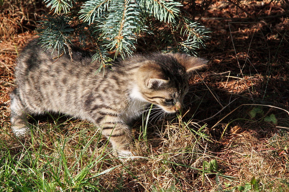 kleine Katze