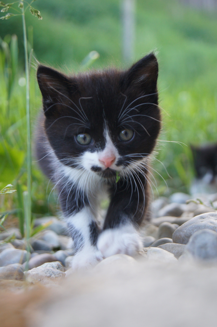 kleine Katze