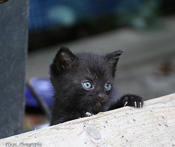 Kleine Katze