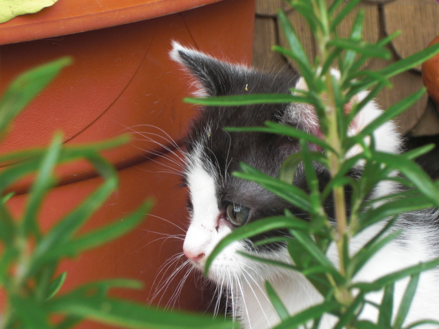 Kleine Katze auf Erkundungstour