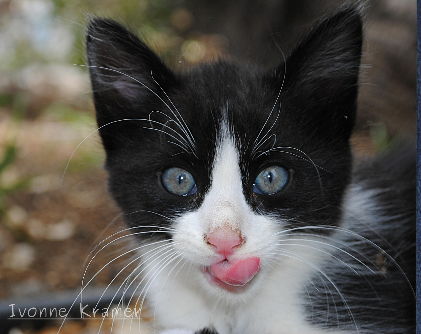 kleine Katze aus Gran Canaria