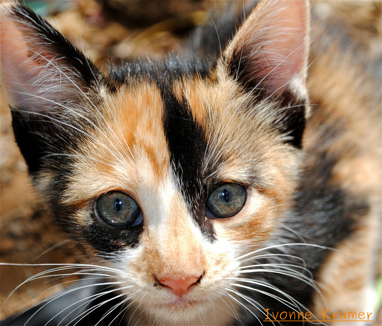 kleine Katze aus Gran Canaria Geschwisterchen