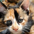 kleine Katze aus Gran Canaria Geschwisterchen