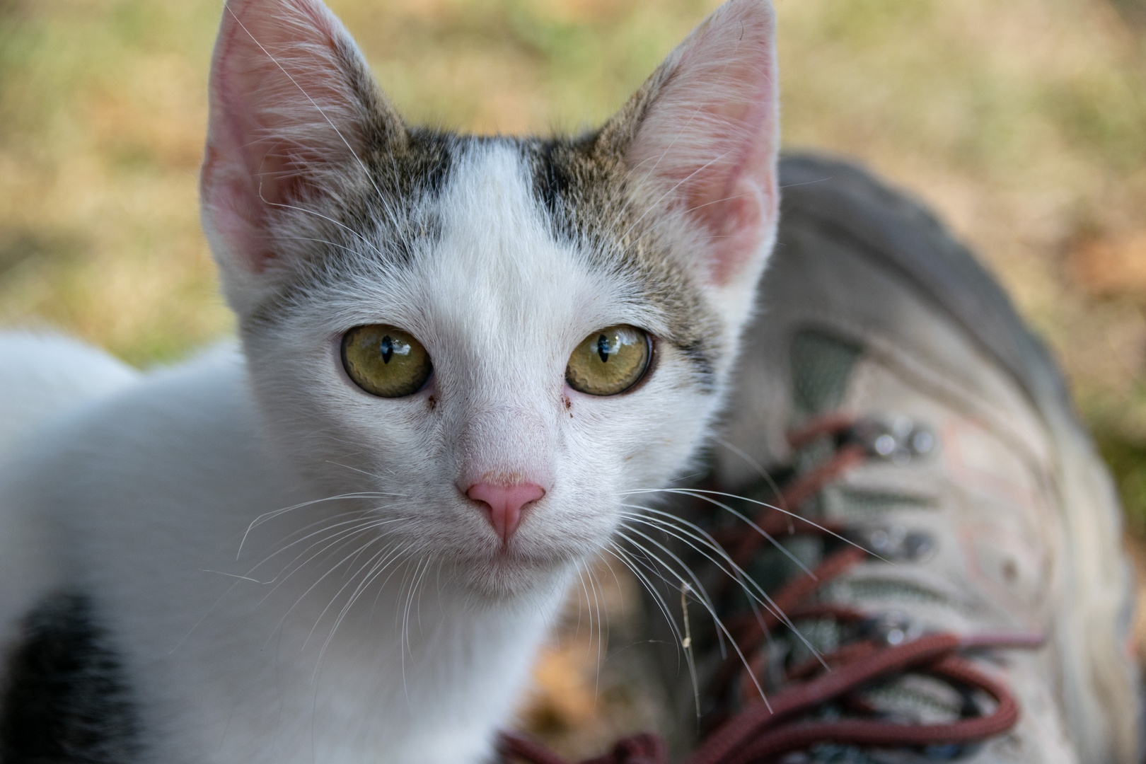 Kleine Katze