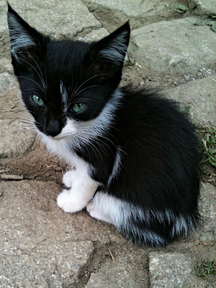 Kleine Katze Foto & Bild | tiere, haustiere, katzen Bilder auf