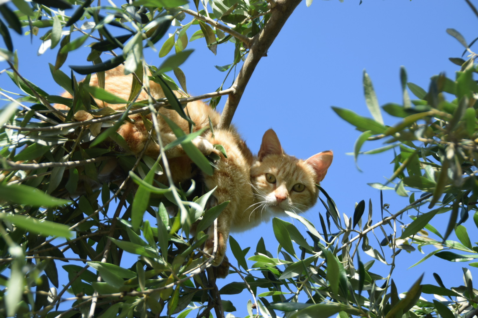 Kleine Katze im Olivenbaum 