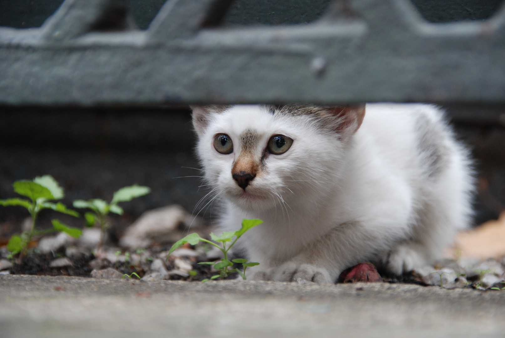 kleine Katze in Istanbul