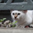 kleine Katze in Istanbul