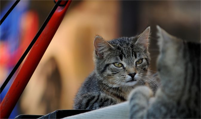 *Kleine Katzen-Diskussion*