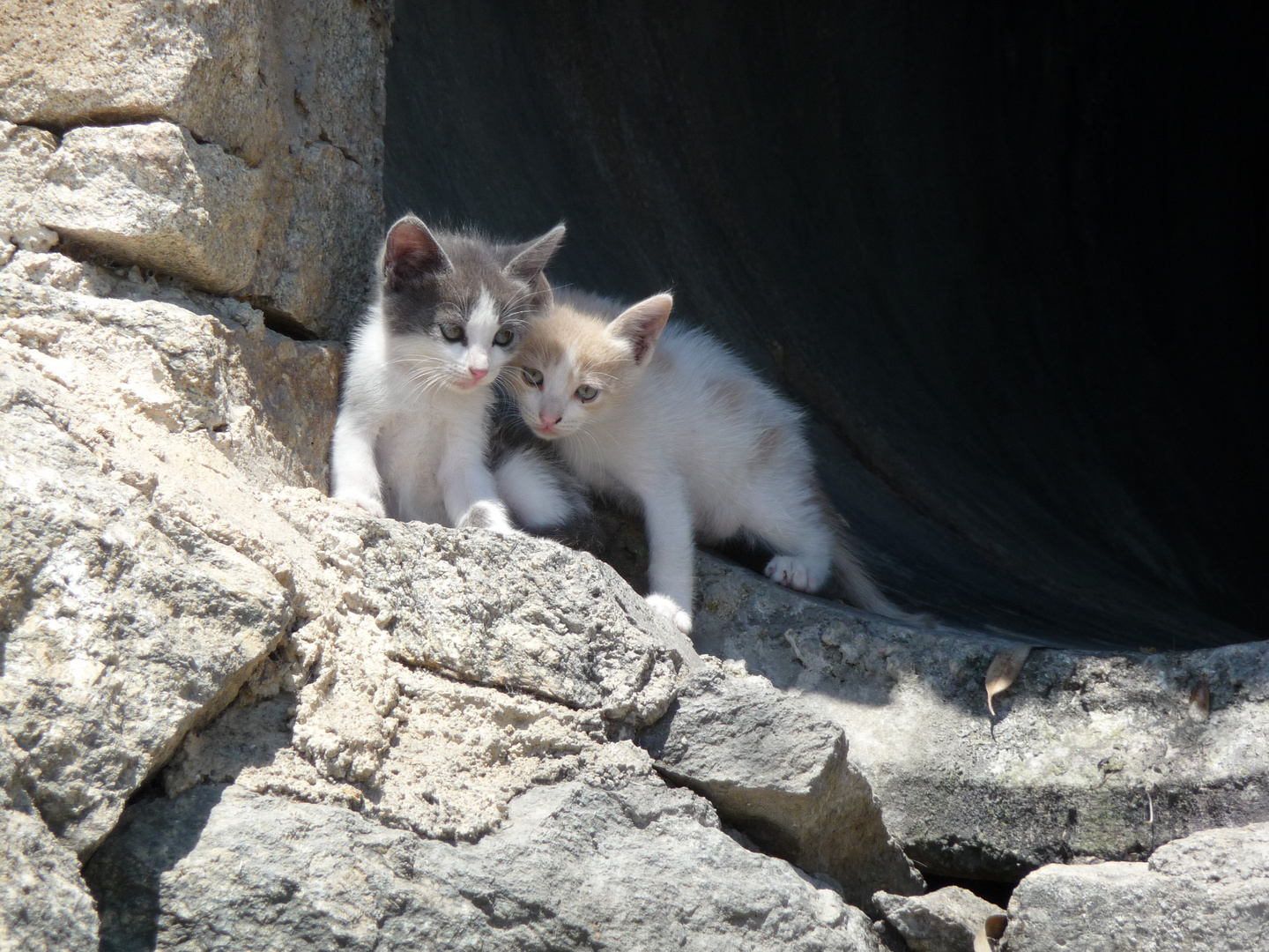 Kleine Katzenbabys