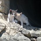 Kleine Katzenbabys