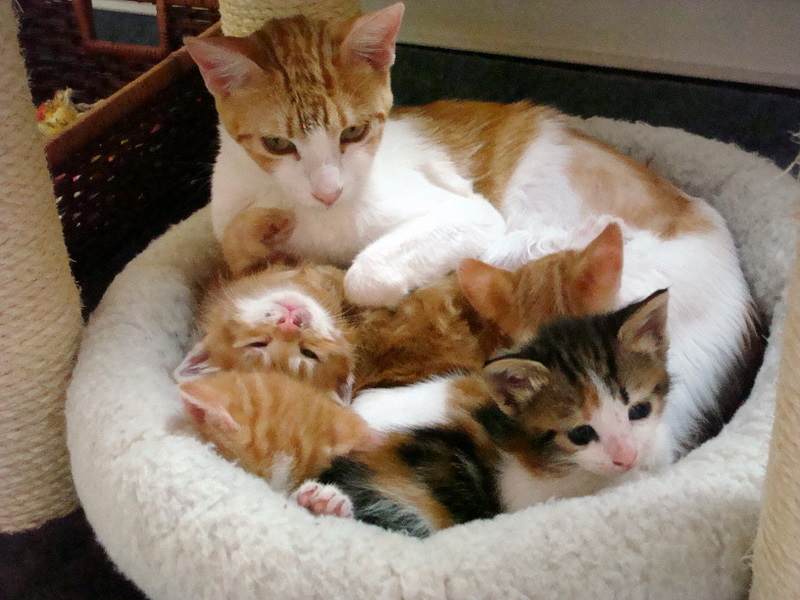 Kleine Katzenfamilie / Small Cat's Family