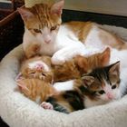 Kleine Katzenfamilie / Small Cat's Family