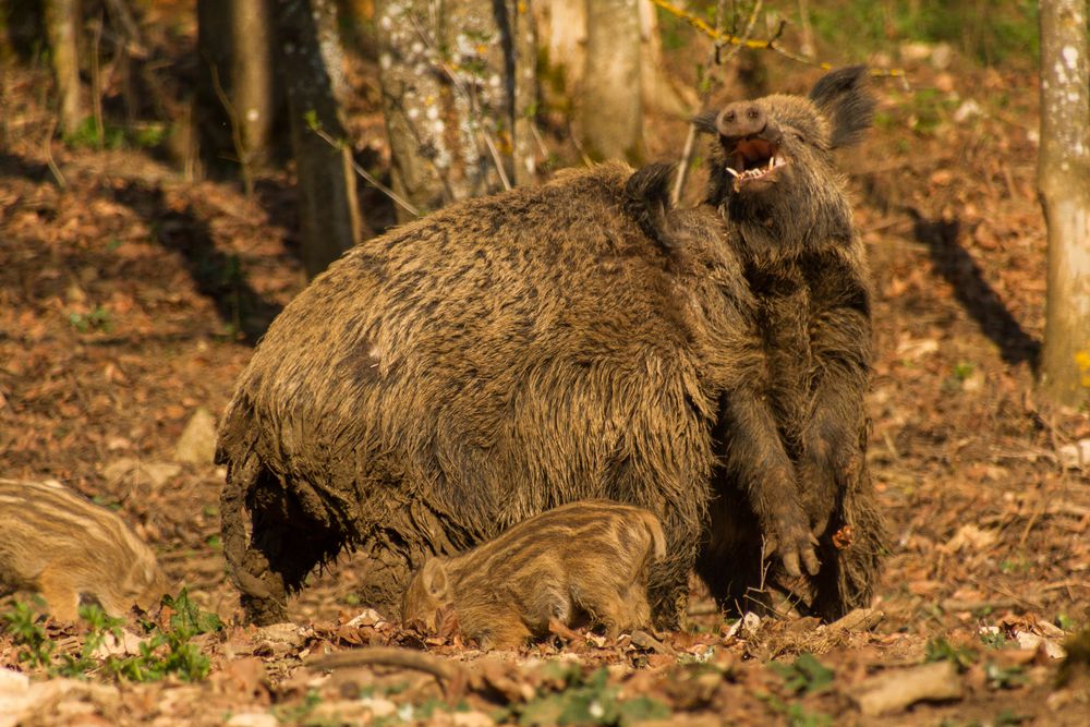 "kleine Keilerei"