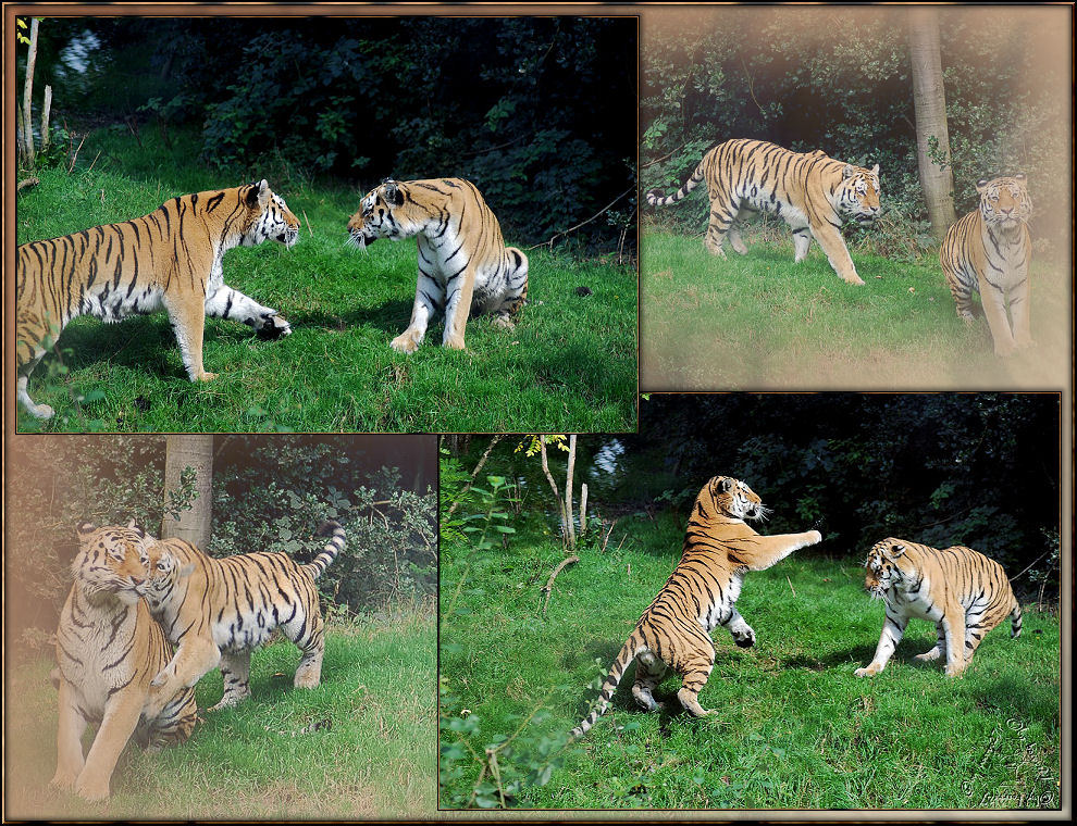 Kleine Keilerei zwischen Mandschu und Vasja