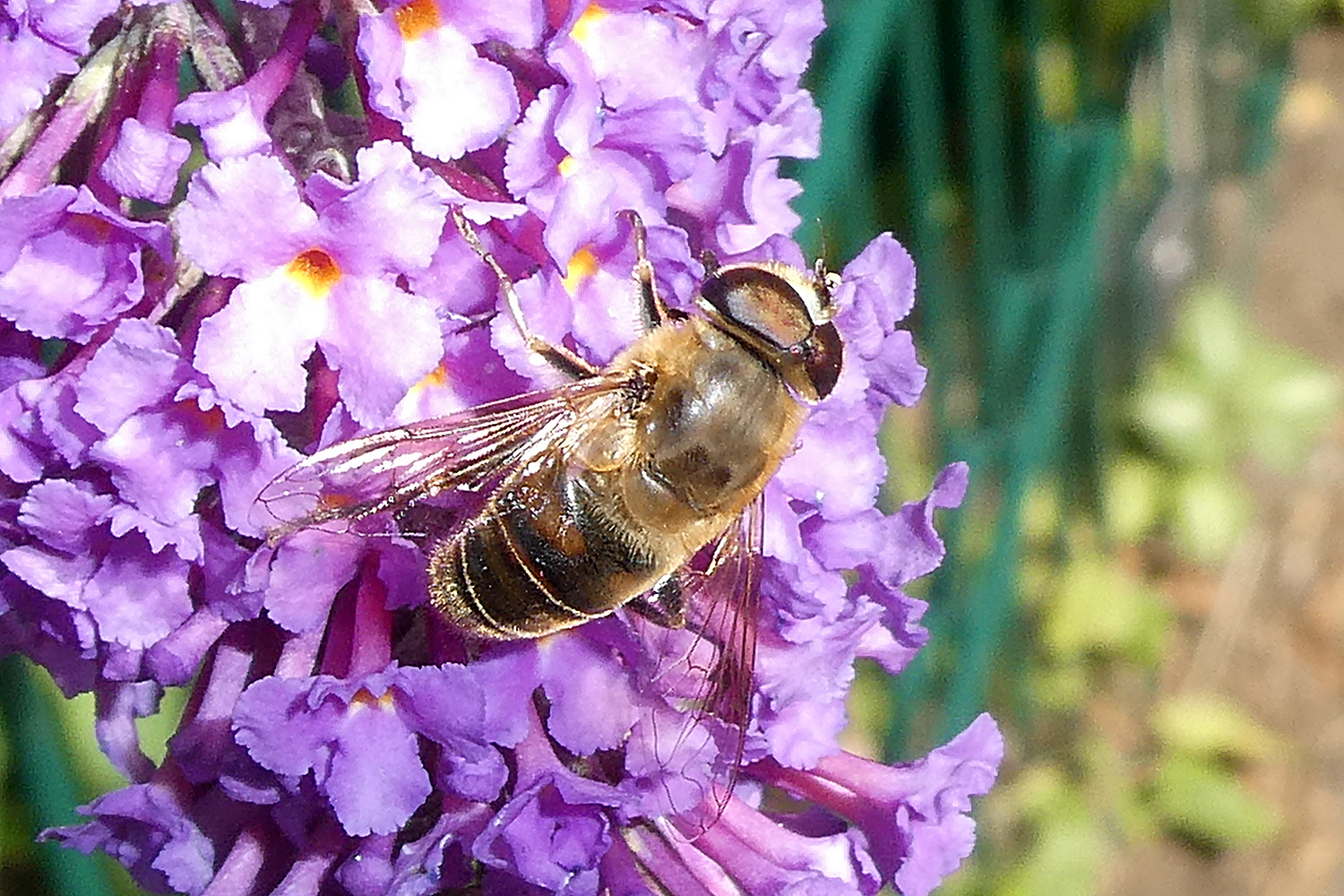 Kleine Keilfleck Schwebefliege