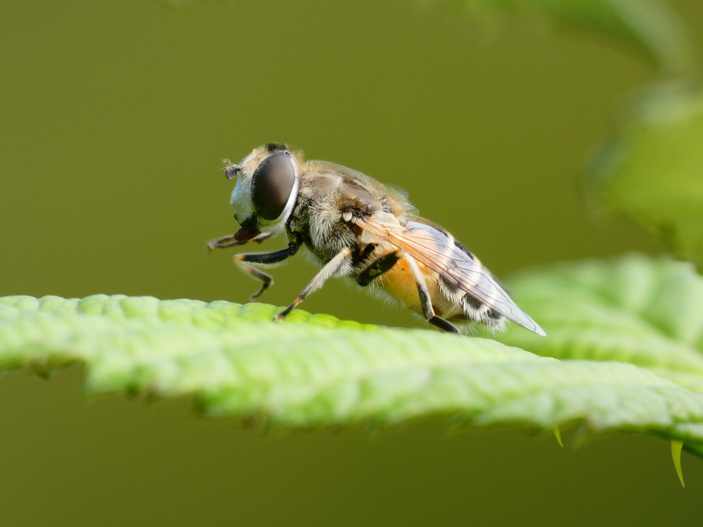 Kleine Keilfleckschwebfliege