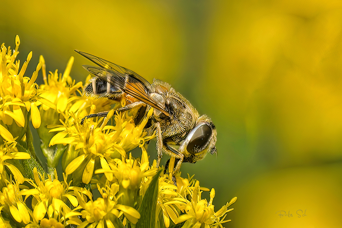 Kleine Keilfleckschwebfliege 