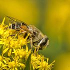 Kleine Keilfleckschwebfliege 